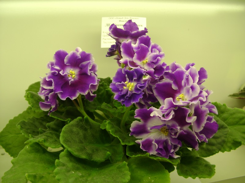 DSC08094.JPG