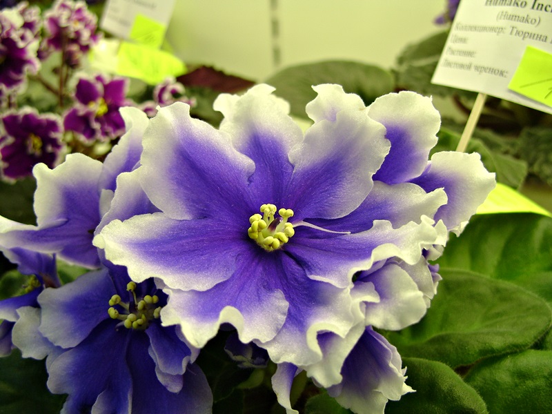 DSC08101.JPG
