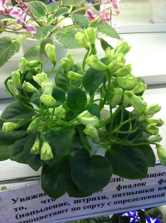 Emerald Bell И.Данилина