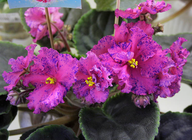 Галицкая_РМ-Евдокия.jpg