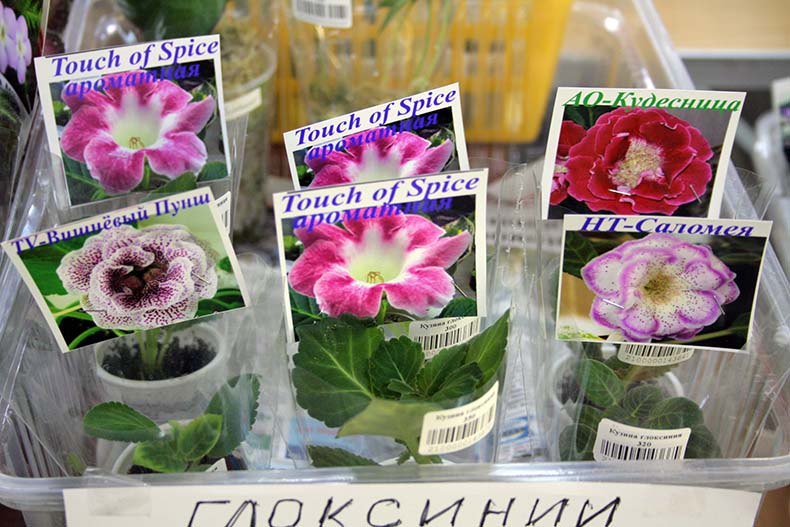 Есть ароматная глоксиния. Нежный запах в первой половине дня.