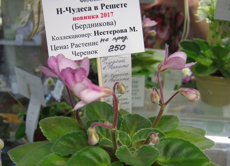 Нестерова Н-Чудеса в Решете.JPG