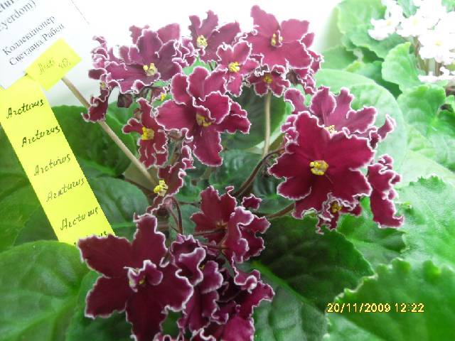 SDC17202_conv.jpg