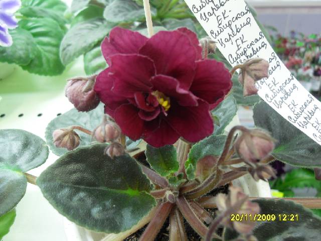 SDC17199_conv.jpg