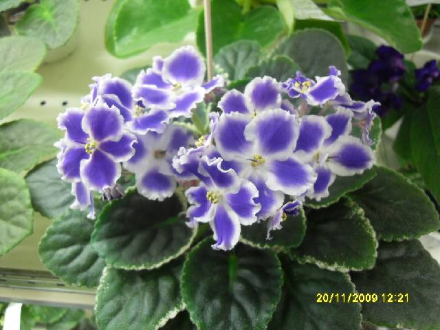 SDC17197_conv.jpg