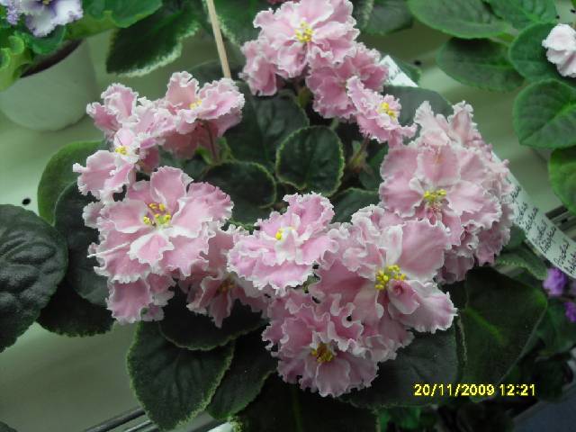 SDC17195_conv.jpg