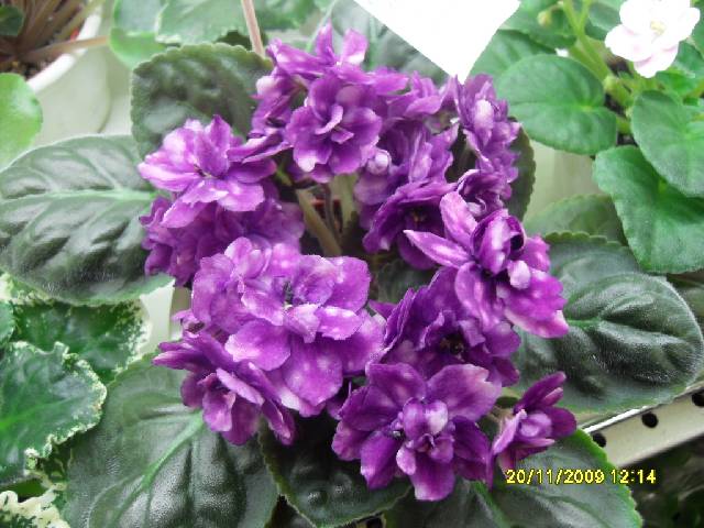 SDC17175_conv.jpg