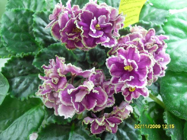 SDC17179_conv.jpg