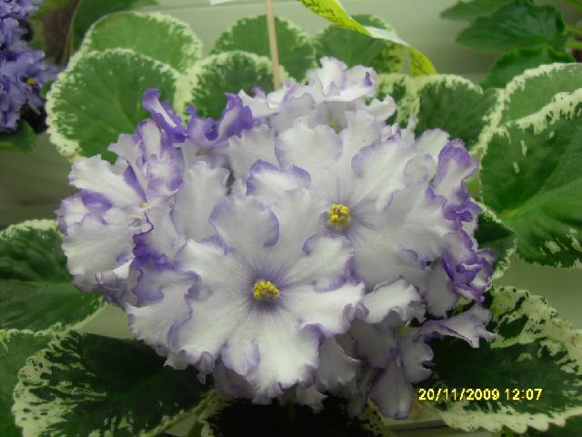 SDC17171_conv.jpg