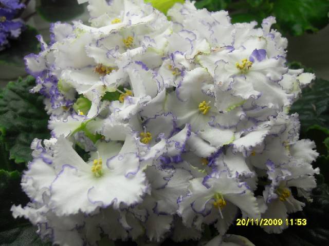 SDC17154_conv.jpg