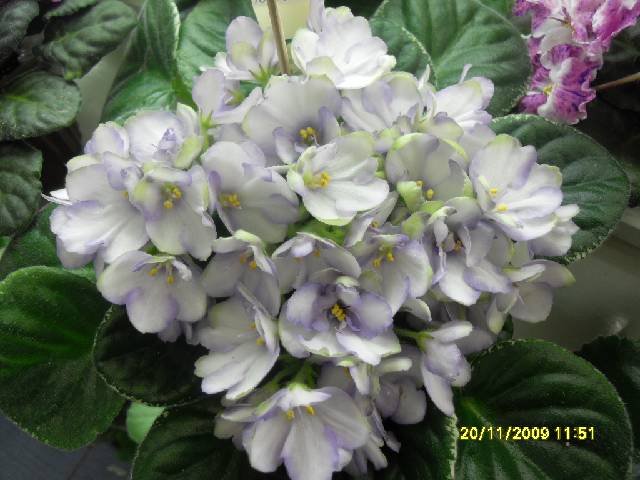 SDC17147_conv.jpg