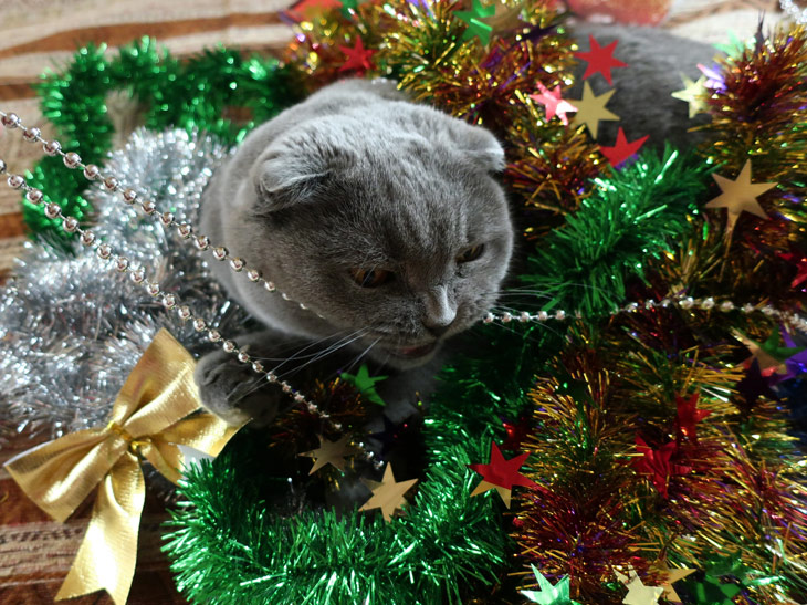 Лиза.jpg