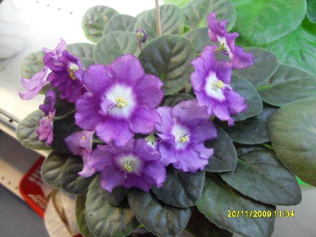SDC17122_conv.jpg