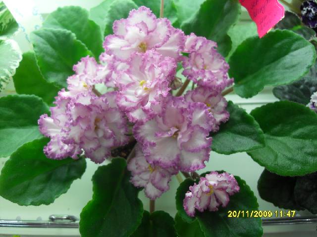 SDC17134_conv.jpg