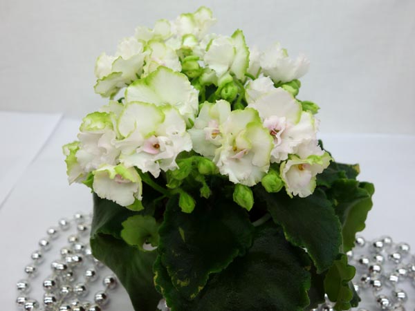 Celtic Rose White.jpg