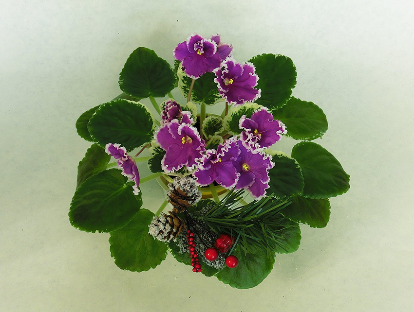 Dn-Юная-Француженка.jpg