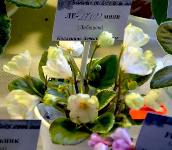ЛЕ-Грация(мини № 17-18).jpg
