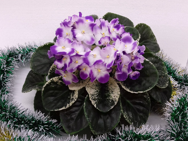 Sugar-Plum-Dream.jpg