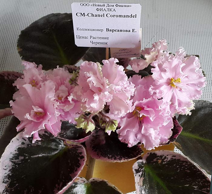 CM-Chanel Coromandel.jpg