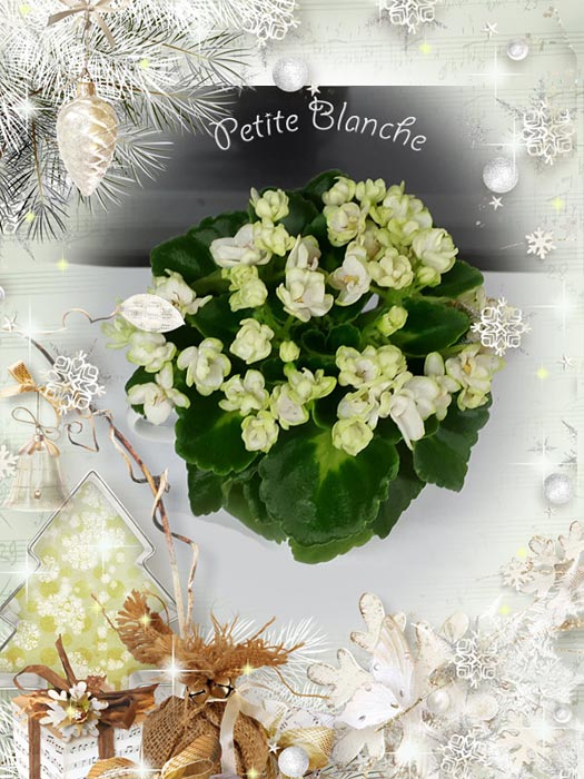 petite_blanche.jpg
