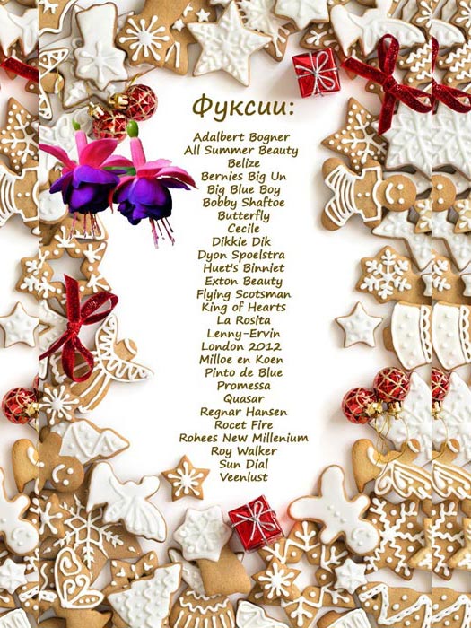 фуксии1.jpg