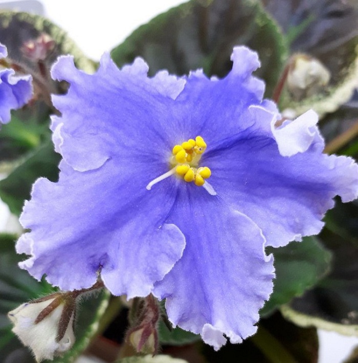 Forever Blue (AJ009B).jpg