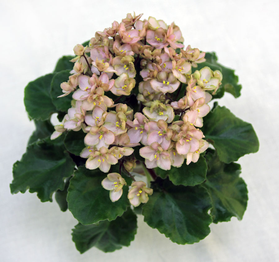 1 место – Emerald Pink (LLG), кол. Е. Варсанова