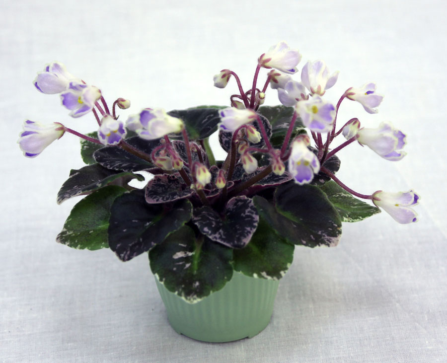3 место – Н-Ночная Роса (Н. Бердникова), кол. Е. Морозова