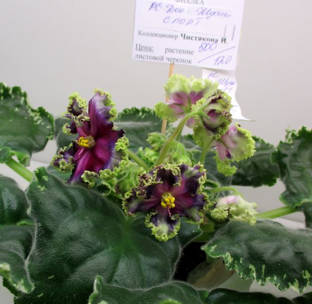 _IMG_2895.jpg