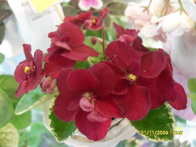SDC17266_conv.jpg