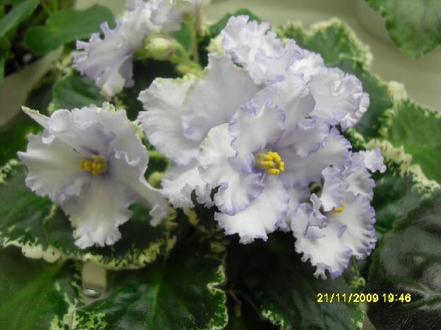 SDC17264_conv.jpg