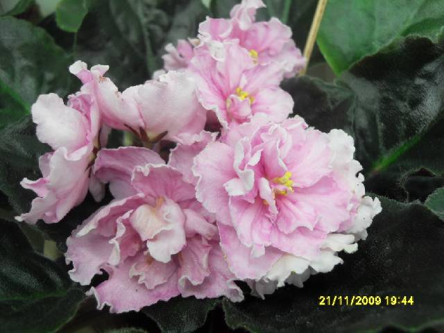 SDC17261_conv.jpg