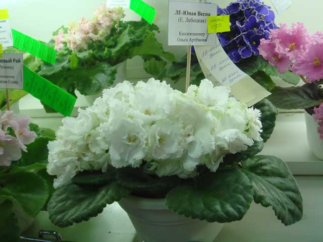 ЛЕ-Юная-Весна.jpg