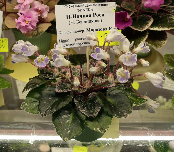 Н-Ночная-Роса.jpg