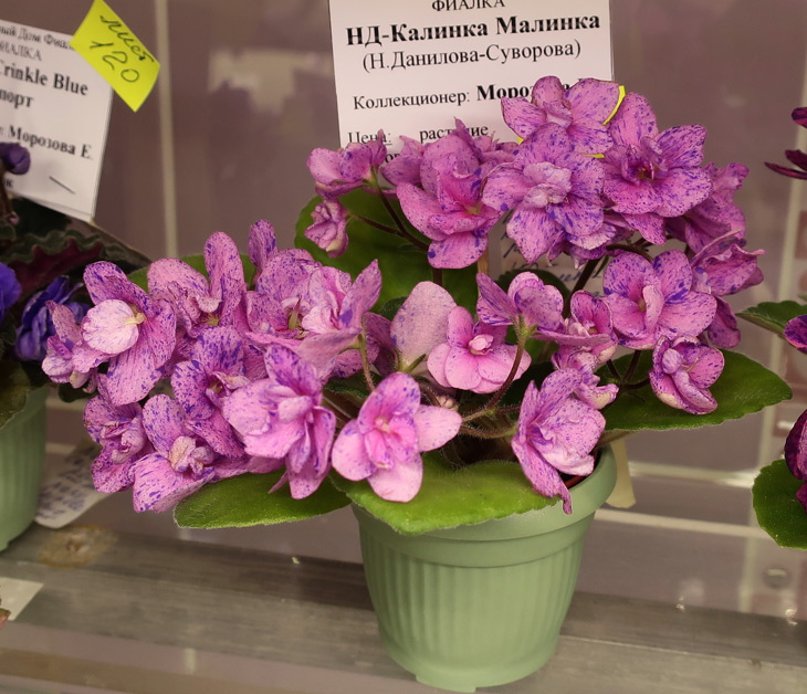 НД-Калинка-Малинка.jpg
