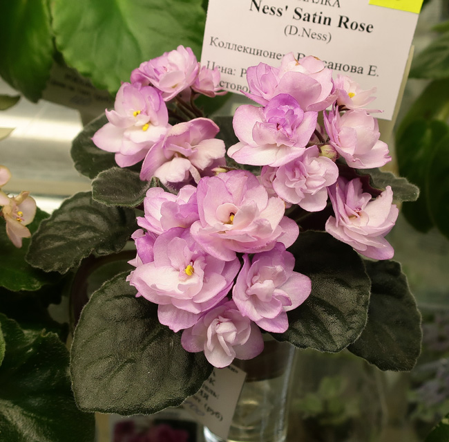 Ness'-Satin-Rose.jpg
