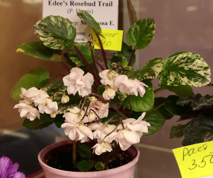 Edee's-Rosebud-Trail.jpg