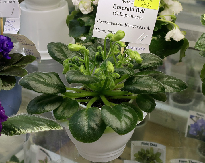 Emerald-Bell.jpg