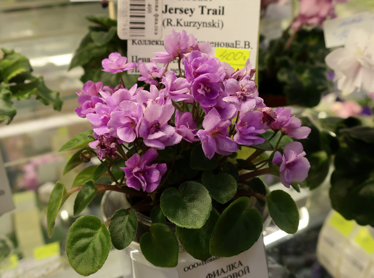 Jersey-Trail.jpg