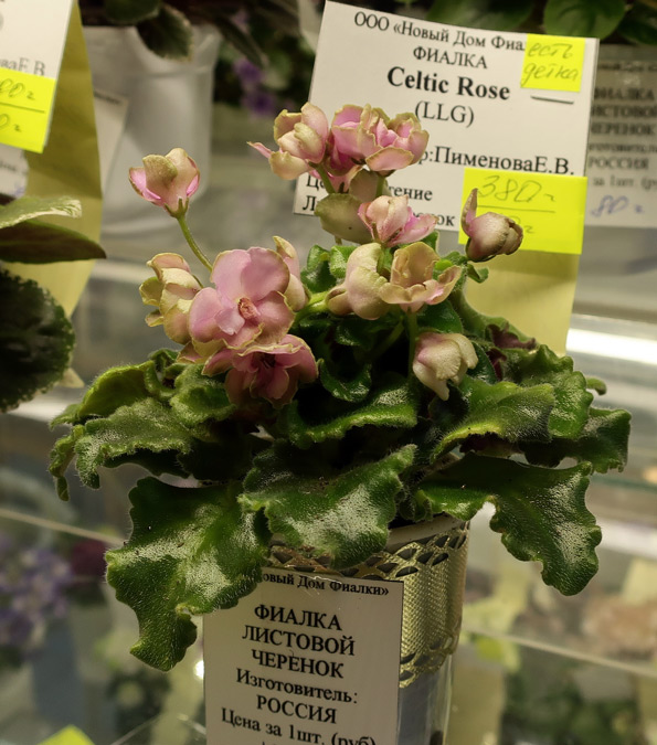 Celtic-Rose.jpg