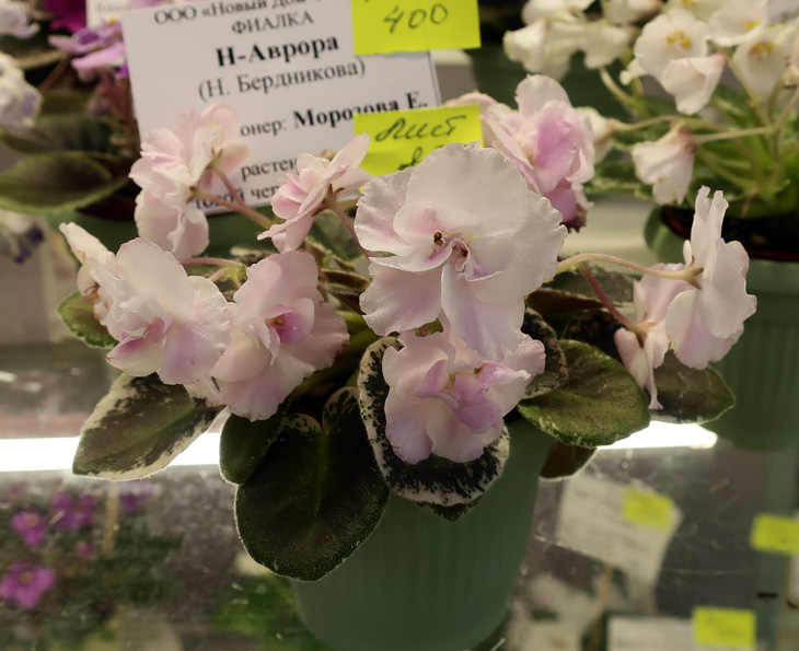 Н-Аврора.jpg