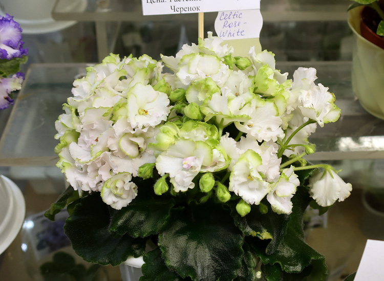 Celtic-Rose-White.jpg