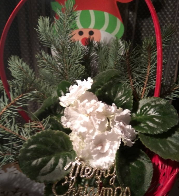 IMG_20171231_172941.jpg