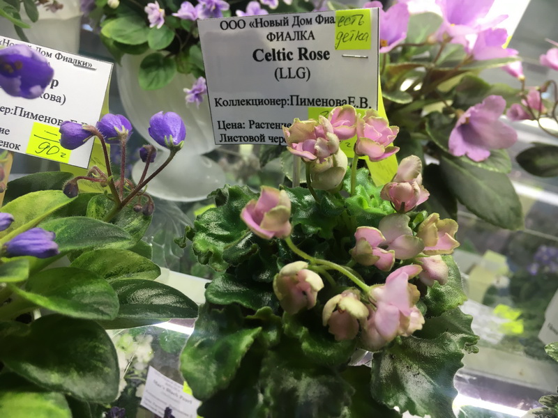 IMG_6925.JPG