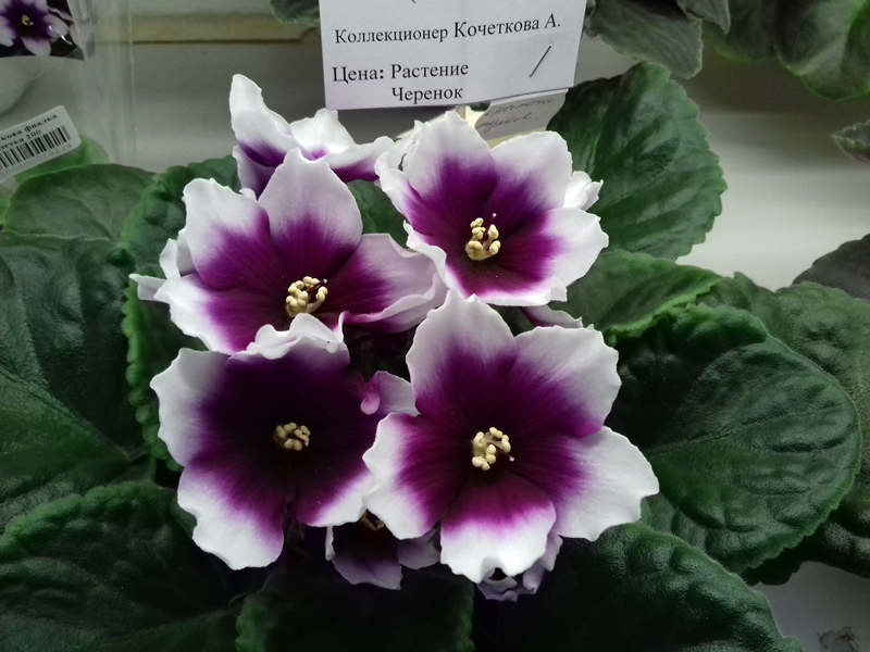 Optimara-myLove-Кочеткова.jpg