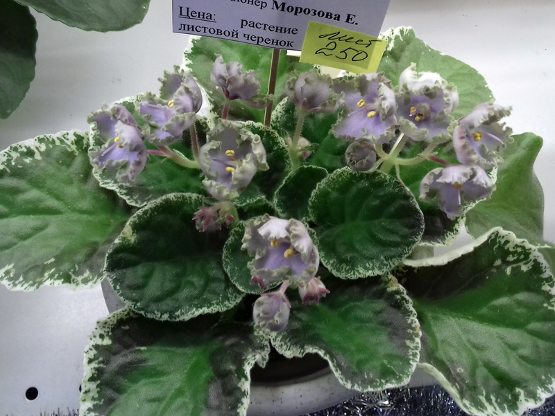 ЛЕ-Анна-Морозова.jpg
