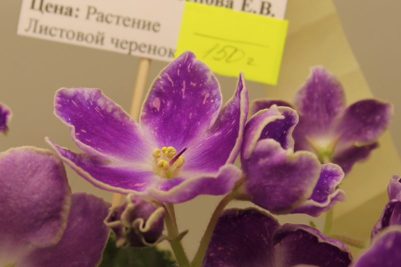 IMG_3668 НД-Ламбруско.jpg
