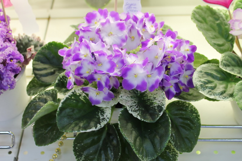 IMG_3677 Sugar Plum Dream.jpg
