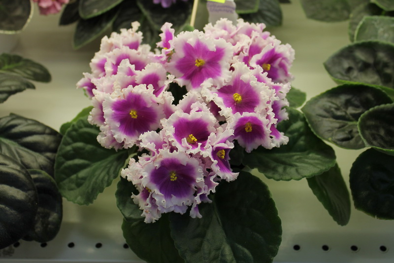 IMG_3694 НиЛ-Шамаханская Царица.jpg