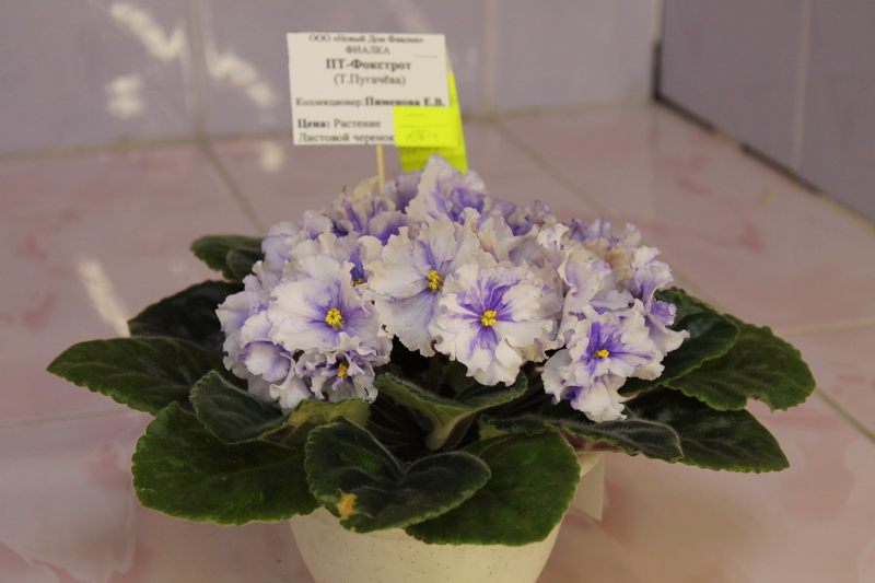 IMG_3708 ПТ-Фокстрот.jpg